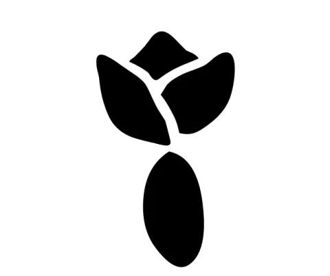 Tulipp