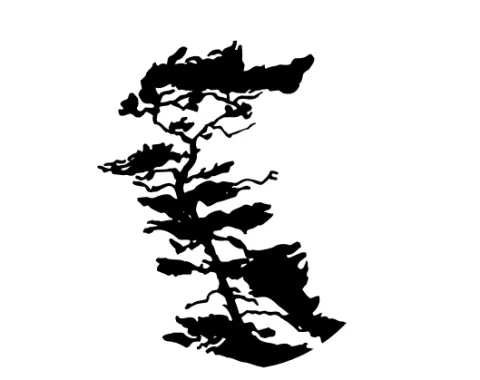 True North