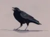 Profile picture for user wallace